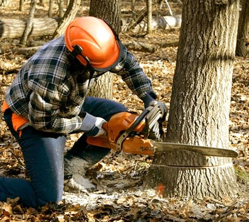 Tree Removal in Hitchcock, OK